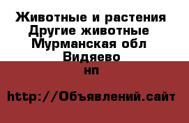 Животные и растения Другие животные. Мурманская обл.,Видяево нп